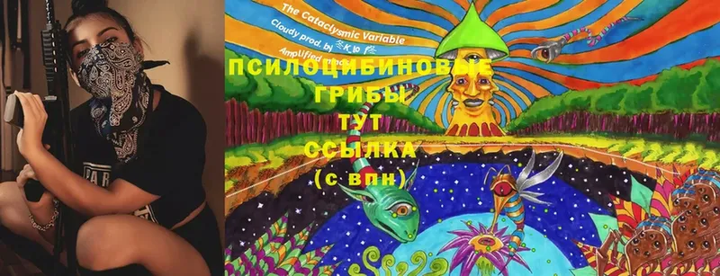 Псилоцибиновые грибы GOLDEN TEACHER  Дмитровск 